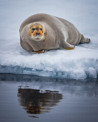 Bearded seal of Spitzbergen rests on ice_