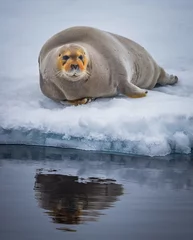 Fotobehang Baardrob Bearded seal of Spitzbergen rests on ice_