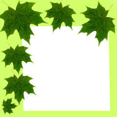 maple leaves mockup light green background