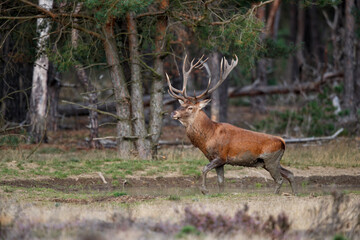 Red deer stag in the rutting season walking on a heath field in the forest of National Park Hoge Veluwe in the Netherlands
