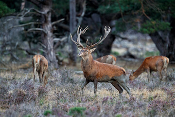 Red deer stag in the rutting season walking on a heath field in the forest of National Park Hoge...