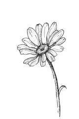 Garden chamomile in black and white graphics