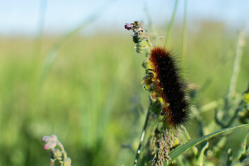 The caterpillar is crawling on the grass in the field.