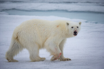 Fototapeta na wymiar Covered in blood from eating, large white polar bear walks on ice in Norway