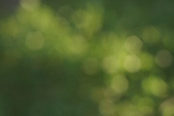 green background with light green bokeh