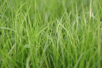 Fototapeta na wymiar green fresh grass beautiful background