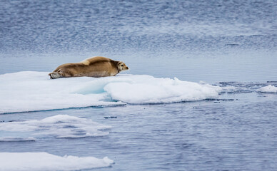Huge bearded seal  rests on ice floe in Artic