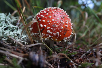 Fliegenpilz