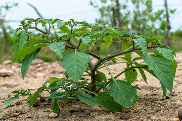Cape Gooseberry (Physalis peruviana) plant on nature background, Aceh, Indonesia.