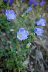 Campanula medium
