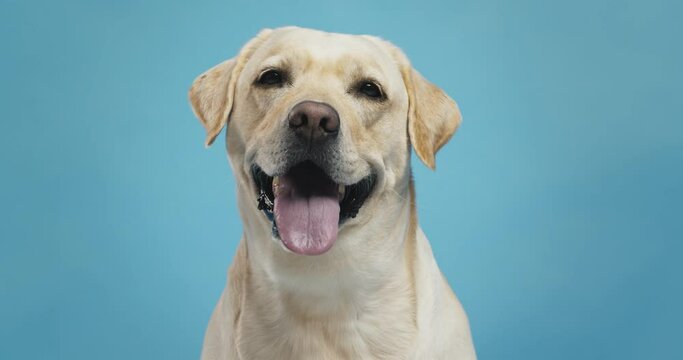 Close up portrait of labrador dog, blue background