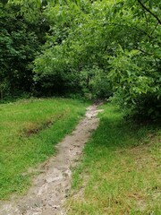 Fototapeta premium path in the forest