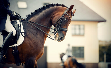 Equestrian sport. Dressage of horses in the arena.