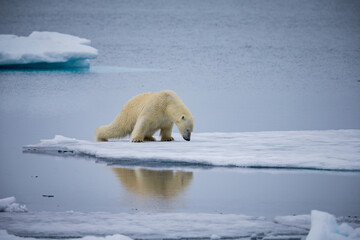 Obraz na płótnie Canvas In order not to break thin ice, polar bears spread legs to distribute weight