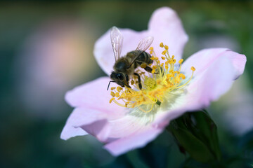 Bee on a flower of a pink flower
