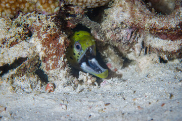 Fototapeta na wymiar Moray Eel with its mouth open sticking out of a coral hole.