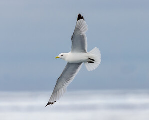 Kittiwake with wings spread