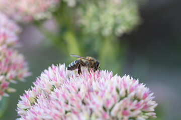  Macro of honey bee (Apis) feeding on pink (rose) flower