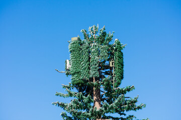 Cell phone telecommunications tower disguised and camouflaged as a fake tall pine tree under blue...