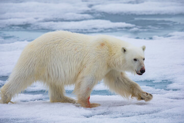 Obraz na płótnie Canvas Large dangerous polar bear on an ice flow in Arctic