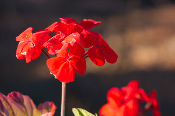 Red flower of a geranium with unfocused background and copy space