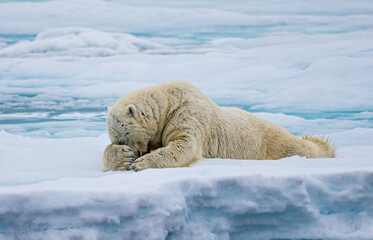 Large male polar bear laying on ice hiding his face