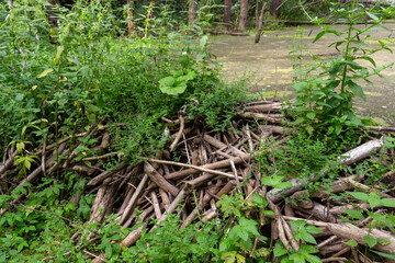 An abandoned beaver dam on a stream in the forest