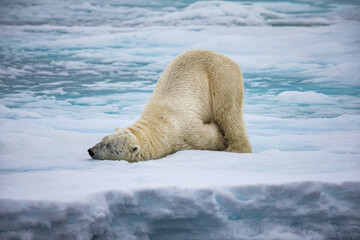 Large male polar bear stretching on ice while sleeping © Jo