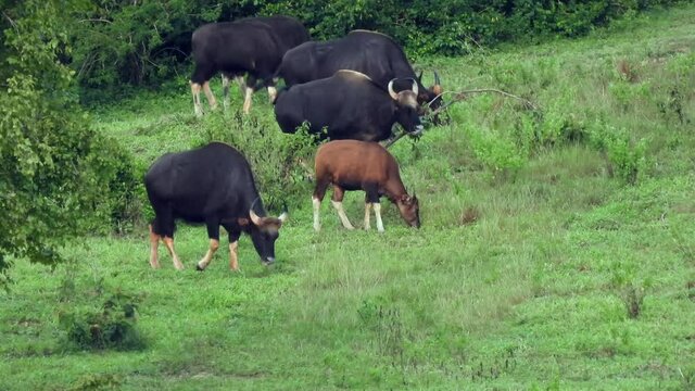The gaur in the wild nature in Thailand