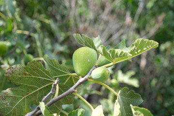
Figs on a fig tree branch.
Green figs on the tree.