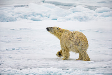 Obraz na płótnie Canvas Large Male polar bear walks with nose in the air to sense prey
