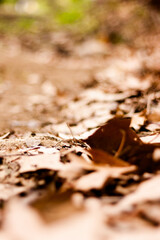Bokeh autumn leaves