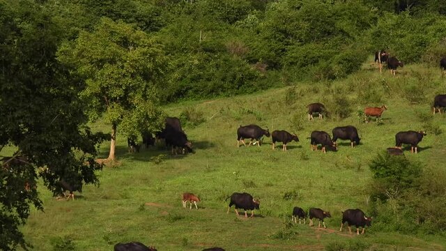 The gaur in the wild nature in Thailand