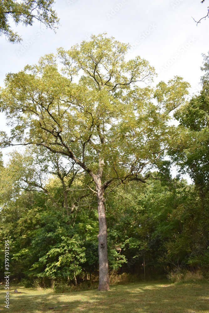 Sticker tree