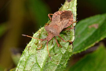 Dock bug  / Lederwanze (Coreus marginatus) 