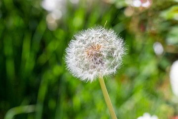 Fluffy dandelion with green natural background. Dandelion seed head