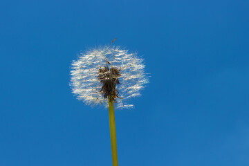 Fluffy dandelion with blue sky background. Dandelion seed head