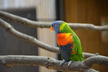 bird, parrot, colorful, animal, lorikeet, rainbow, green, beak, wildlife, blue, nature, tropical, feather, red, australia, parakeet, pet, branch, wild, exotic, birds, yellow, feathers, macaw, color