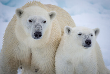 Obraz na płótnie Canvas Mother polar bear with year old cub in Arctic
