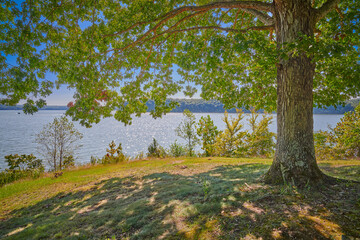 Veiw of Kentucky Lake form under a large oak tree.