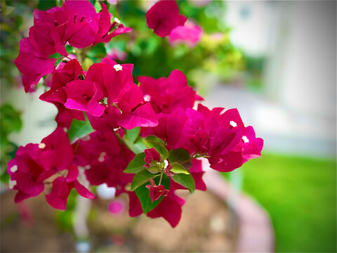 pink flowers in the garden