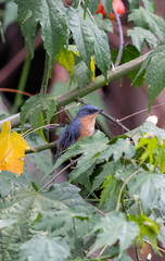 Rusty Flowerpiercer perching on a branch