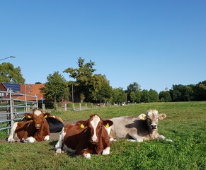 cows 