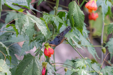 Rusty Flowerpiercer perching on a branch