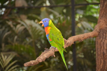 bird, parrot, animal, colorful, lorikeet, green, nature, rainbow, beak, tropical, red, wildlife, blue, macaw, feather, color, branch, wild, australia, pet, tree, yellow, exotic, parakeet, zoo