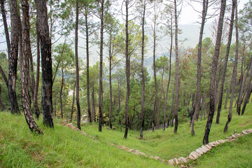 Wild jungle and flowers of Uttarakhand 