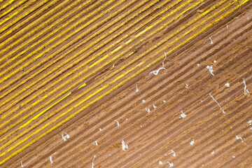 Rows of ripe Cantaloupes ready for picking in a large field, Aerial view.
