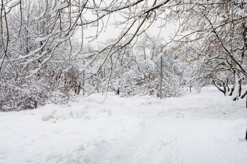 Obraz premium winter landscape