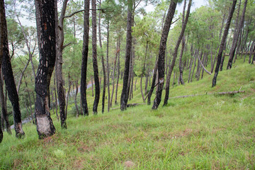Wild jungle and flowers of Uttarakhand 