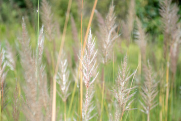 Wild jungle and flowers of Uttarakhand 
